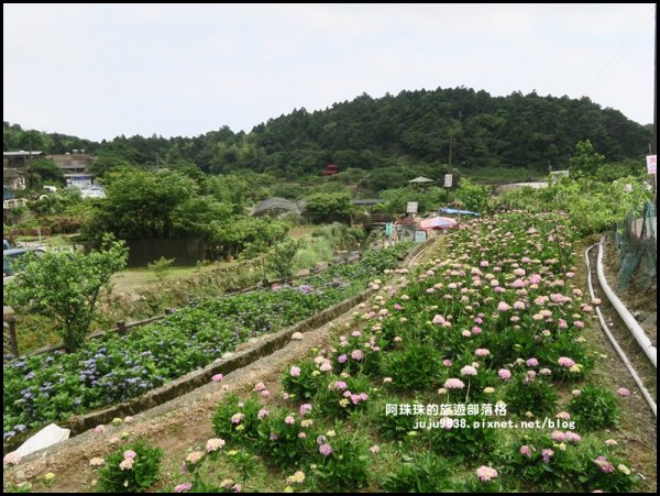 竹子湖繡球花季594244