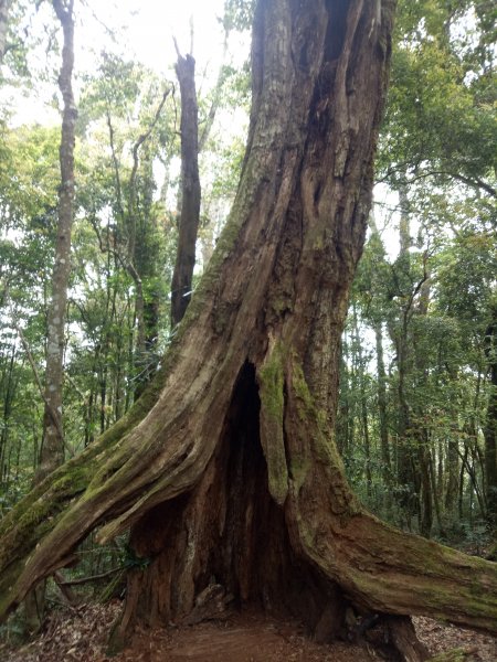 嶺頭山+金柑樹山+忘憂森林O型(留籠頭起登)1905870