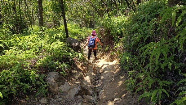 (姨婆趴趴走)第四十三集:攀登連走奇岩山、軍艦岩、丹鳳山2499544