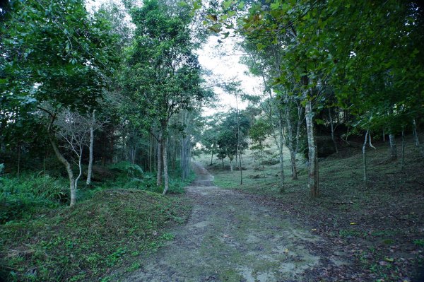 苗栗 南庄 紅毛山、無名山、大坪山2943088