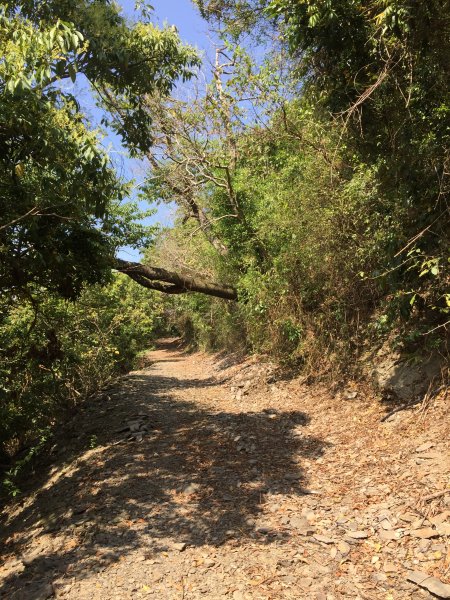 20220305高雄望頭山1633591