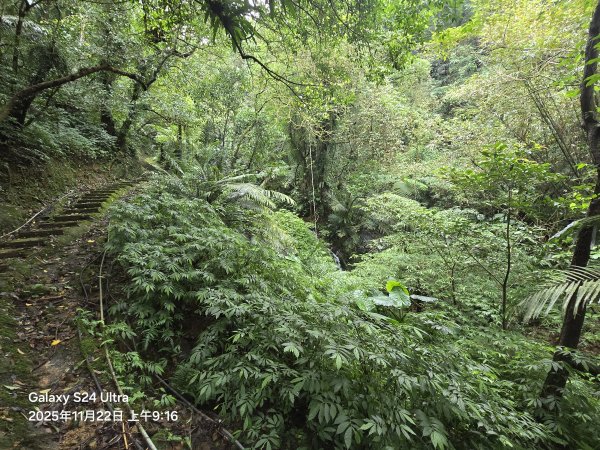 2025-11-22微笑山線：【五分山系】平溪小黃山段2943280