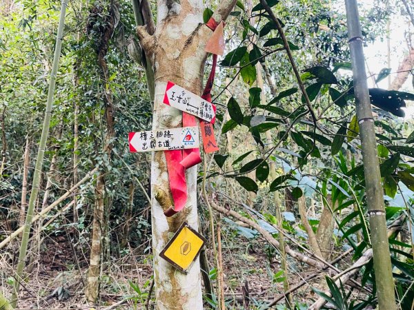 1141207金童山2957727