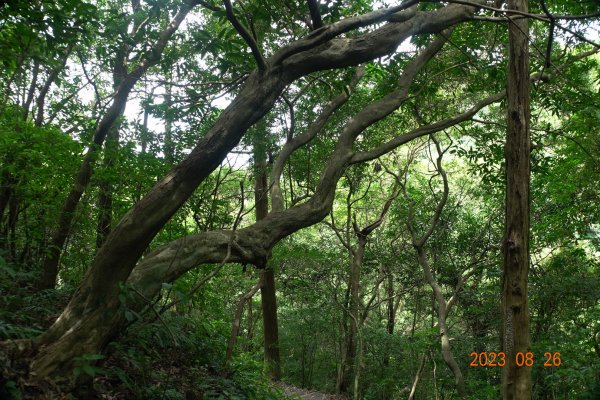基隆 頂寮山、龍門山、五分山、頂子寮山2265984