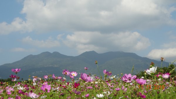 關渡緣起 花現台北734065