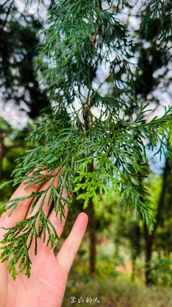 水沙漣古道｜二坪山2979992