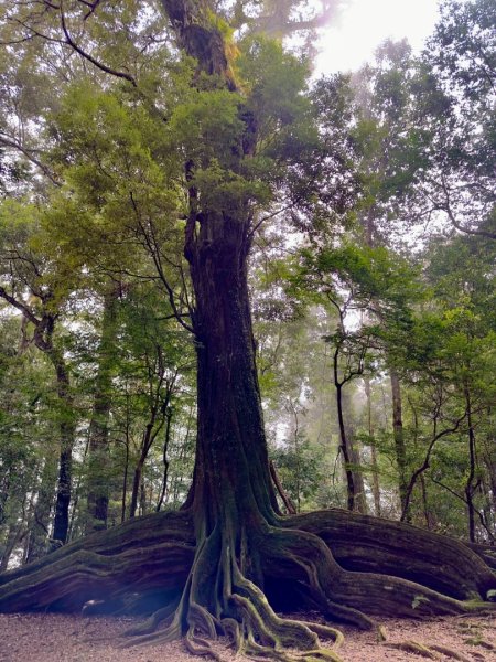 20251014雪見遊憩區 🚴‍♂️咖搭車走司馬限林道上東洗水山兩刷北坑山至大板根2916389