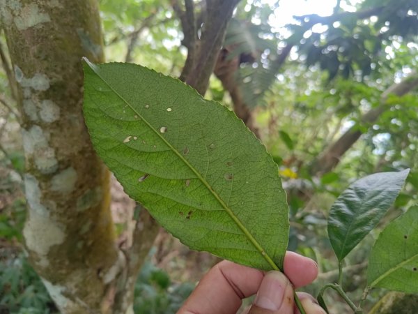 盆貿里山三盆連走2749564