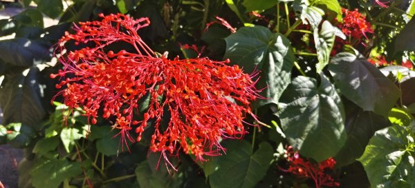 2025/06/28_馬胎+南坪古道2823751