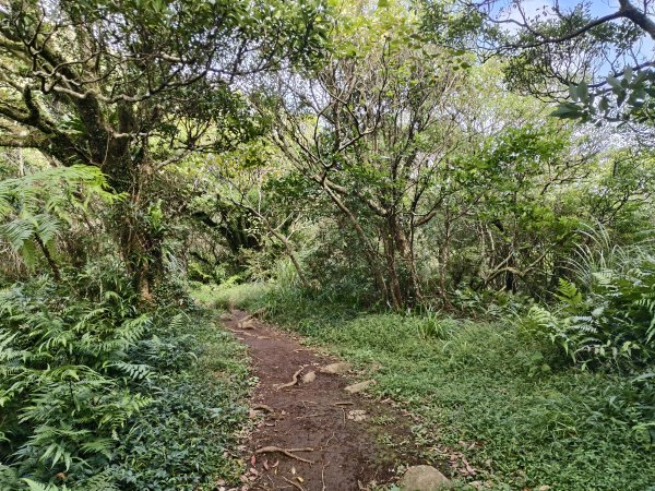 [百山百鳥尋旅-11/15] 2025_0927 大屯主峰-連峰步道_大屯山南峰2899414