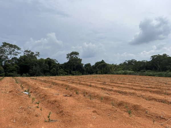 [皮皮獅探險隊-05/10] 2025_0706 石光古道2831848