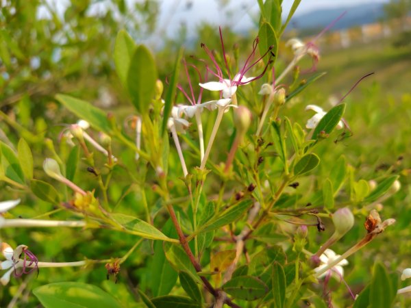 健行筆記雲林近郊山頭及湖山水庫2751684