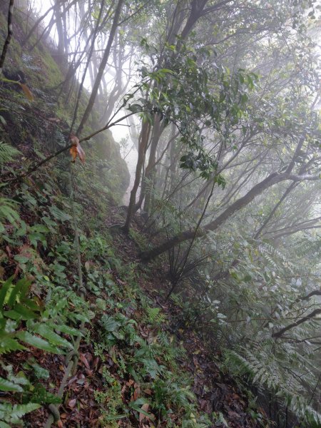 石牛山(小百岳)迷霧中登頂及陡坡探險之旅903855