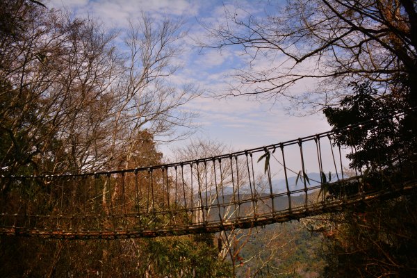 觀霧森林、加草花園1325141