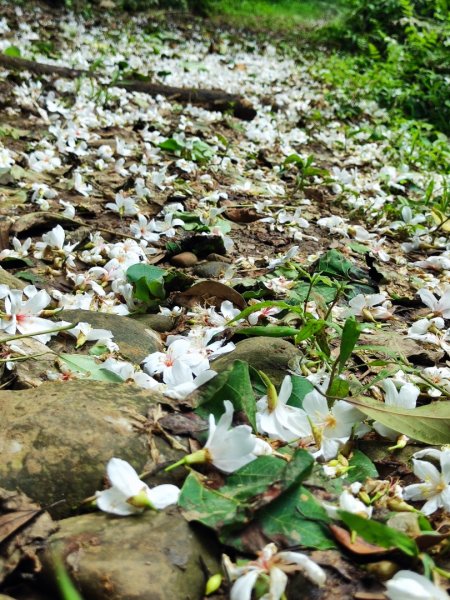 林口新林老公崎步道2773708