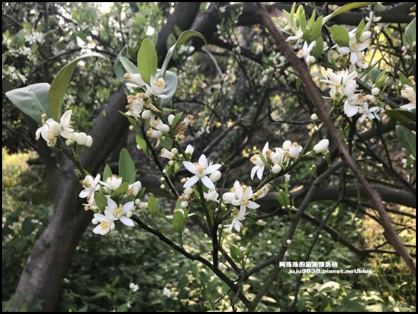 新竹。金湖灣湖岸景觀民宿黃金風鈴木盛開中1310191