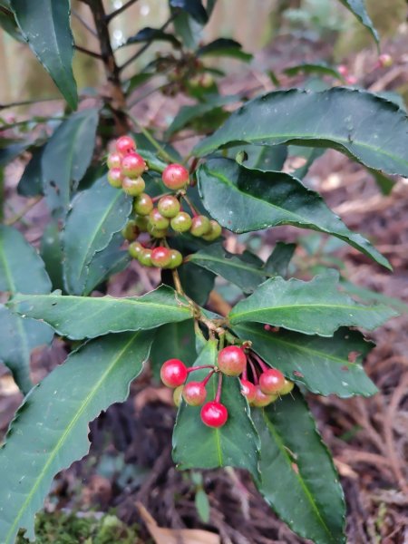 長壽山、肥崠山、醜崠山、大崠山、大崠山經建版2931931