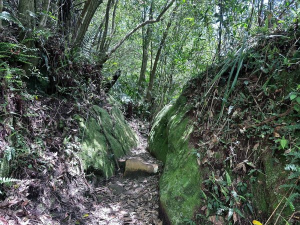 台北大縱走第四段2766849