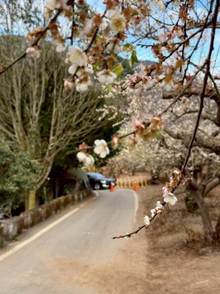 🌈1/17（六）蔡家古厝賞梅×梅子夢工廠×車埕老街✨FB：熊熊趴爬走🌈2983924