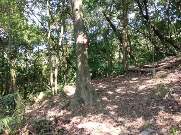 汐止區金明山B線+如意湖O型2860244