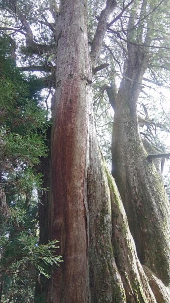 檜山巨木森林步道 2017.01.07116058