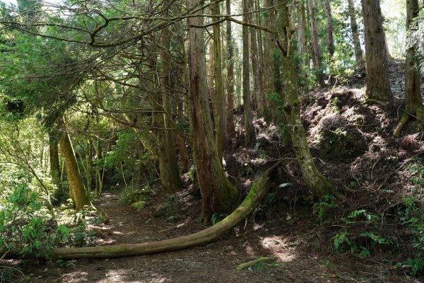 台中 和平 馬崙山2796961