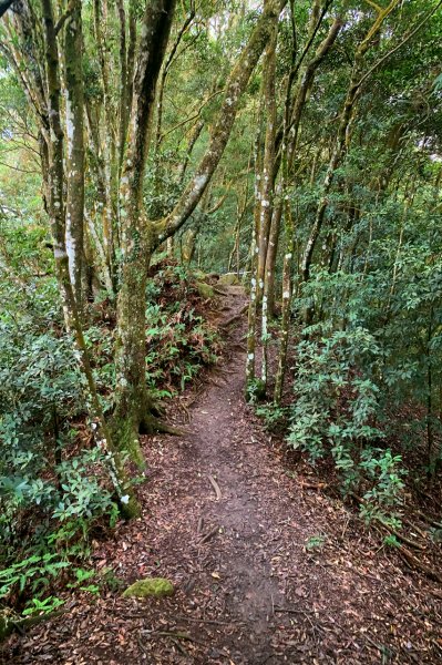 苗栗獅潭｜仙山登山步道｜穿過杉木小徑．遠眺綿延山峰1574410