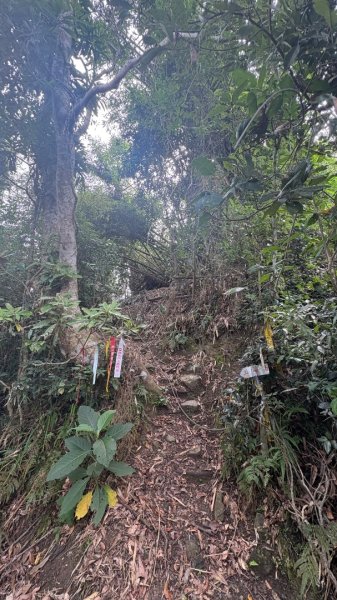 三腳南山2799544