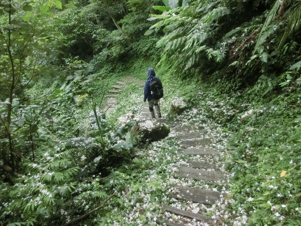 承天禪寺．天上山．桐花公園123461