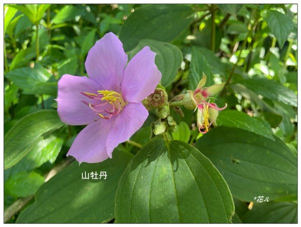 山子頂山 (桃園、龜山)2826858