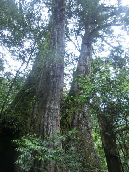 拉拉山神木群．巴陵古道620812