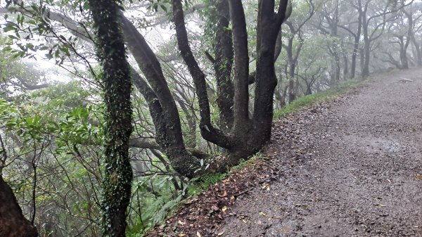 台北大縱走第一段1249227