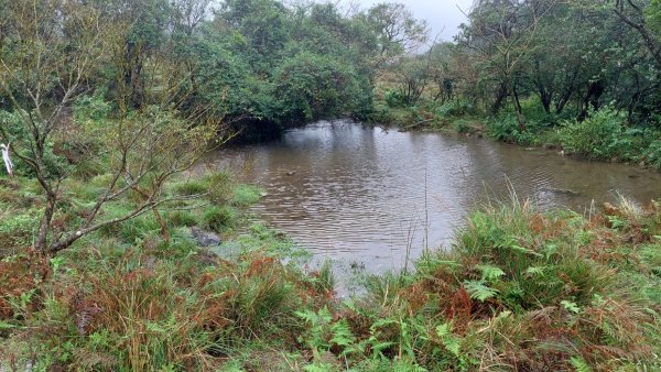 陽明山後花園，百年靜美牧牛山徑，古道草原精華連走2787734