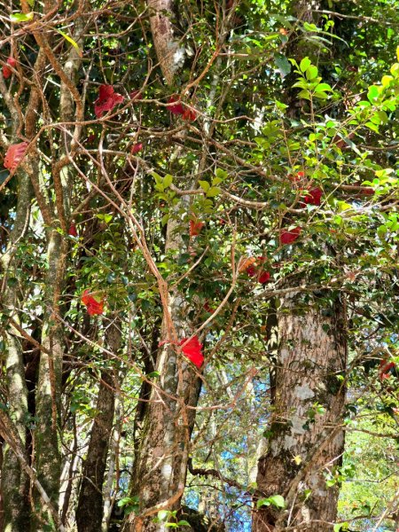 鳶嘴稍來山之楓紅／雲海2974079