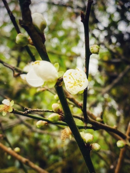 1140101元旦爬山趣2680858