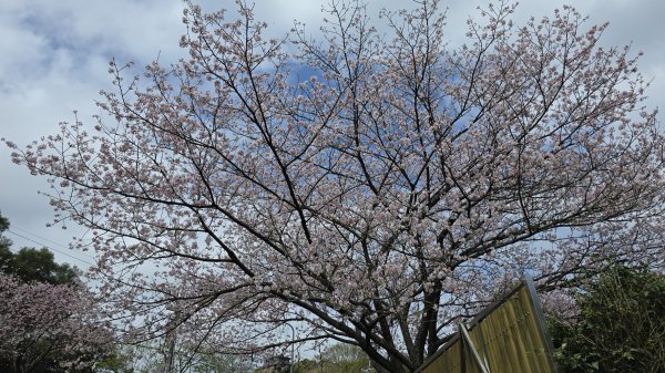 搭公車下車即抵達，台北市賞櫻最後一波，橘咖啡及內厝溪櫻木花廊的吉野櫻即將大爆發，要去要快，大崎頭步道2734717