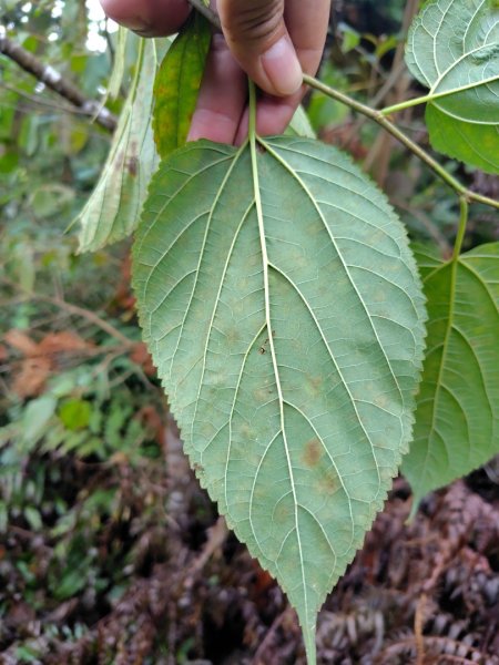 鳳鳴古道 鳳鳴山 南隘勇（南長城）古道 三湖山 八達嶺（龍骨）古道 綠色古道 延平古道2975137