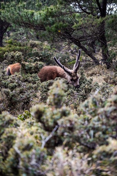 戒茂斯上嘉明湖三天兩夜2769432