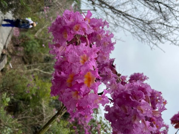 20231214_ 竹子尖山（台南小百岳）2763210