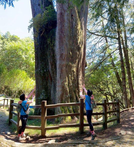 【台中和平】雪山神木步道x小雪山天池步道2933120