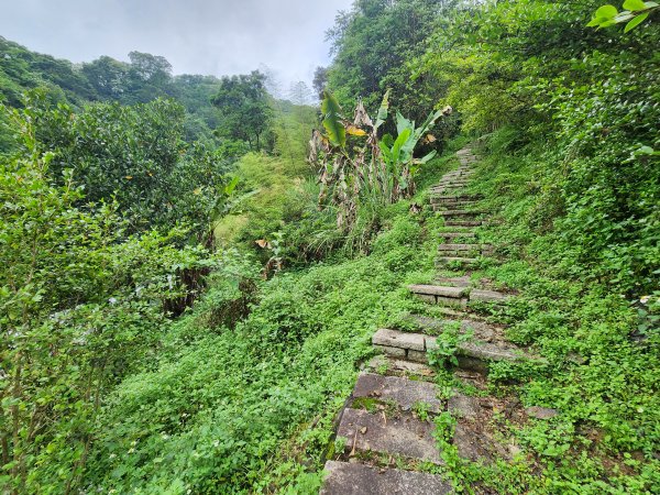 20250427大山背山田寮山毬子山騎龍山2933681