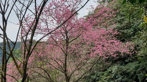 大尖山四分尾山1067376