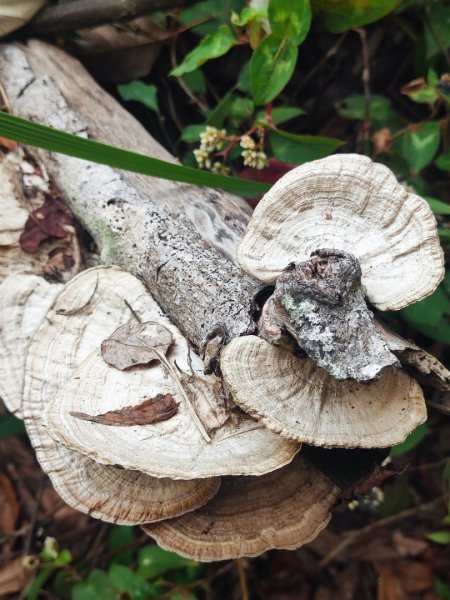 飛沙龍逆走2988872