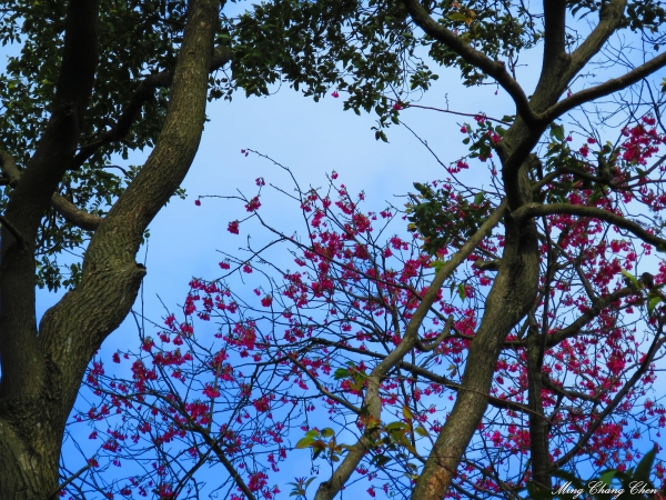 20150201~文筆山-將軍領-五城山-太極嶺-山中湖賞櫻花~桐花公園12907