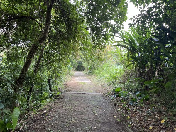 [皮皮獅Hike客任務-08/10] 2024_0831 大分林山步道2586241