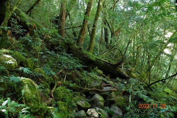新竹 尖石 司馬庫斯-巨木群步道1932890