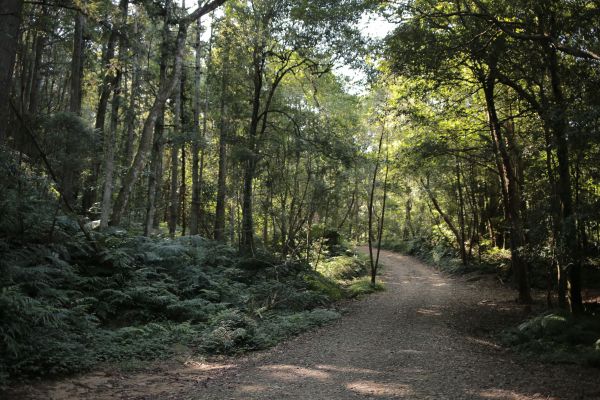 北得拉曼：巨木步道173386