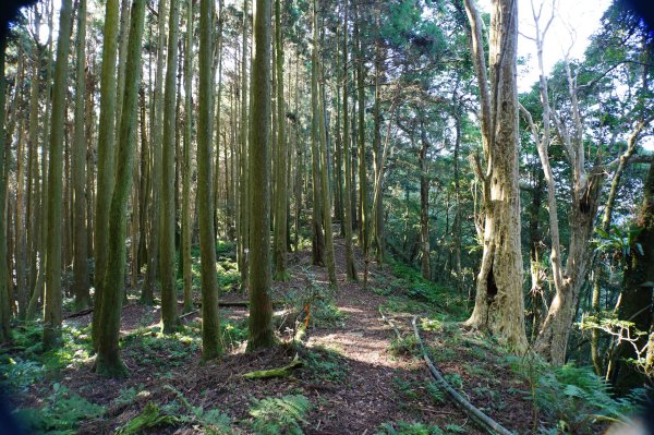 新竹 五峰 鳥嘴山、大窩山2956865