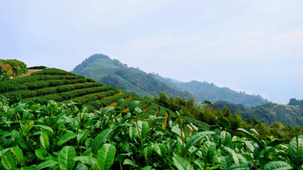 雲嘉五連峰2948635