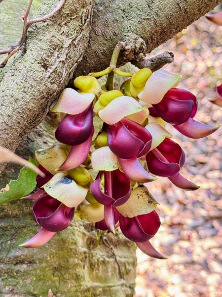 草尾嶺血藤滿山開3019011